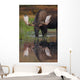 Bull Moose Walks Through A Pond In Denali National Park Wall Mural