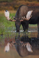 Bull Moose Walks Through A Pond In Denali National Park Wall Mural
