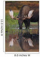 Bull Moose Walks Through A Pond In Denali National Park Wall Mural
