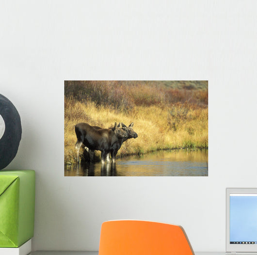 Moose Twin Calves Standing On Stream Bank In Fall Wall Mural