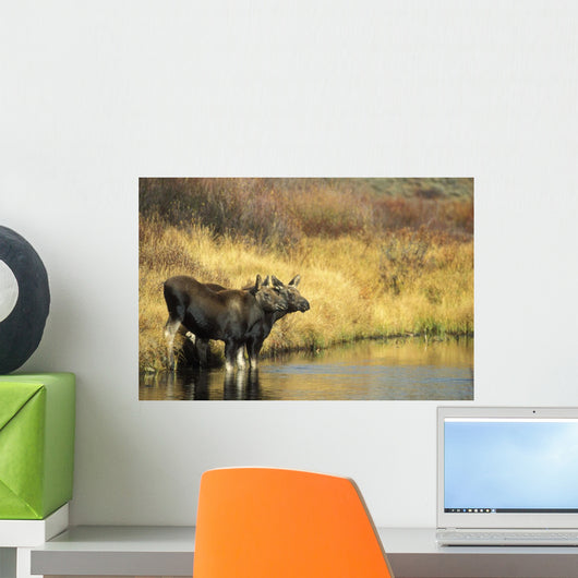 Moose Twin Calves Standing On Stream Bank In Fall Wall Mural