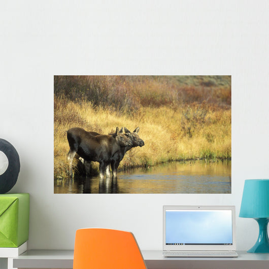 Moose Twin Calves Standing On Stream Bank In Fall Wall Mural