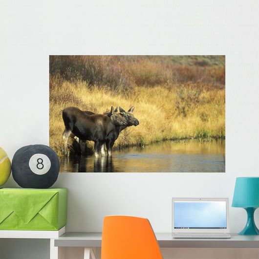 Moose Twin Calves Standing On Stream Bank In Fall Wall Mural