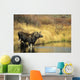 Moose Twin Calves Standing On Stream Bank In Fall Wall Mural