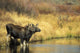 Moose Twin Calves Standing On Stream Bank In Fall Wall Mural