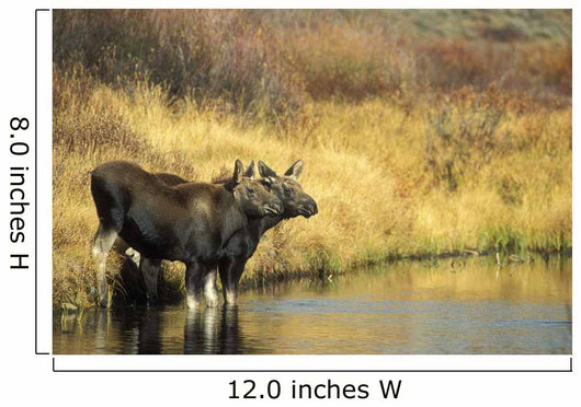 Moose Twin Calves Standing On Stream Bank In Fall Wall Mural