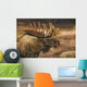 Bull Moose Profile At Sunrise Along Powerline Pass Wall Mural