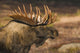Bull Moose Profile At Sunrise Along Powerline Pass Wall Mural