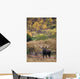 Moose Bull Standing Alert Wall Mural