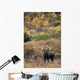Moose Bull Standing Alert Wall Mural