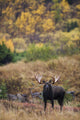 Moose Bull Standing Alert Wall Mural