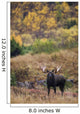 Moose Bull Standing Alert Wall Mural