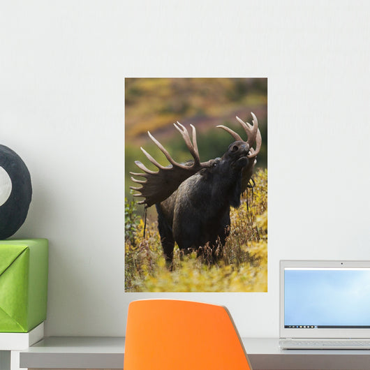 Moose Bull Showing A Flehmen Response During Rut In Autumn Wall Mural