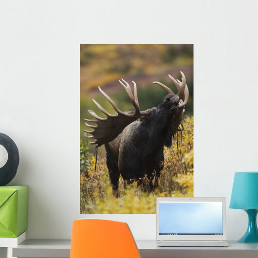 Moose Bull Showing A Flehmen Response During Rut In Autumn Wall Mural