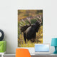 Moose Bull Showing A Flehmen Response During Rut In Autumn Wall Mural