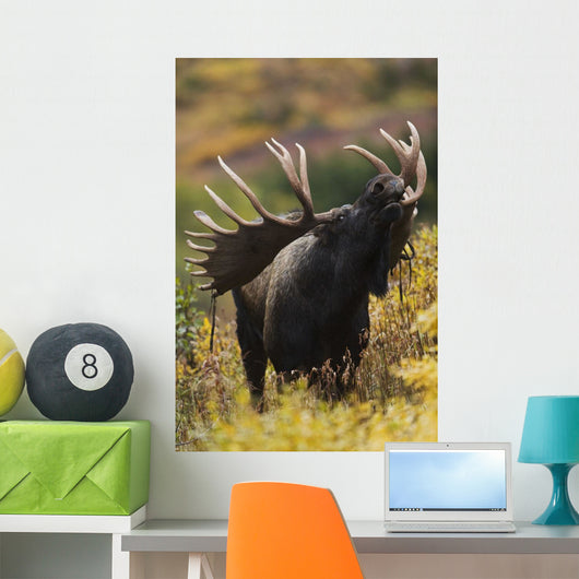 Moose Bull Showing A Flehmen Response During Rut In Autumn Wall Mural