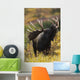 Moose Bull Showing A Flehmen Response During Rut In Autumn Wall Mural