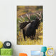 Moose Bull Showing A Flehmen Response During Rut In Autumn Wall Mural