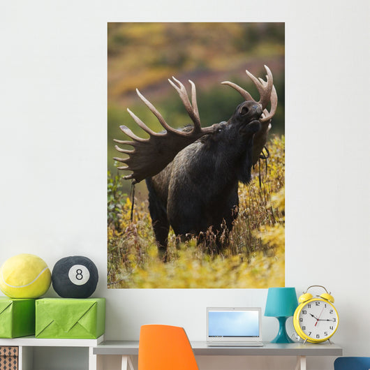 Moose Bull Showing A Flehmen Response During Rut In Autumn Wall Mural