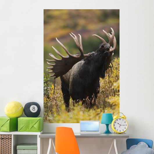 Moose Bull Showing A Flehmen Response During Rut In Autumn Wall Mural