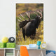 Moose Bull Showing A Flehmen Response During Rut In Autumn Wall Mural