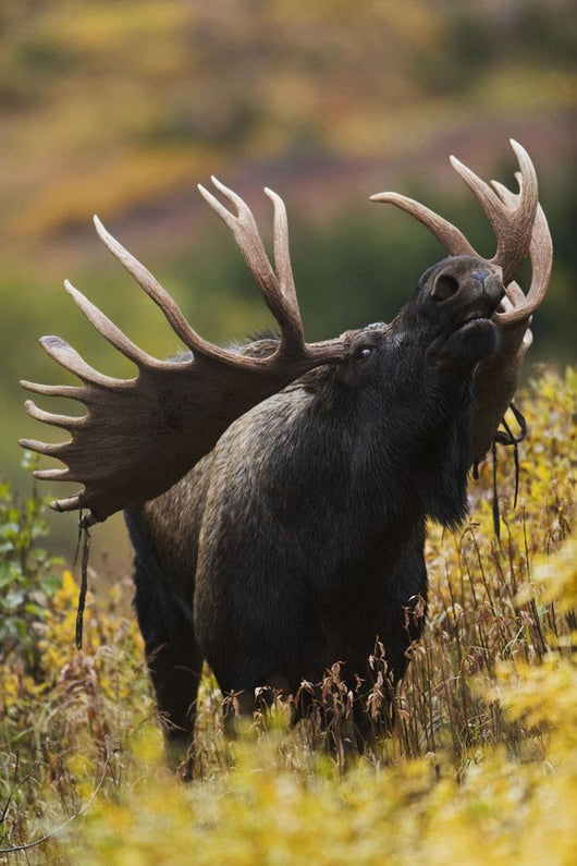 Moose Bull Showing A Flehmen Response During Rut In Autumn Wall Mural