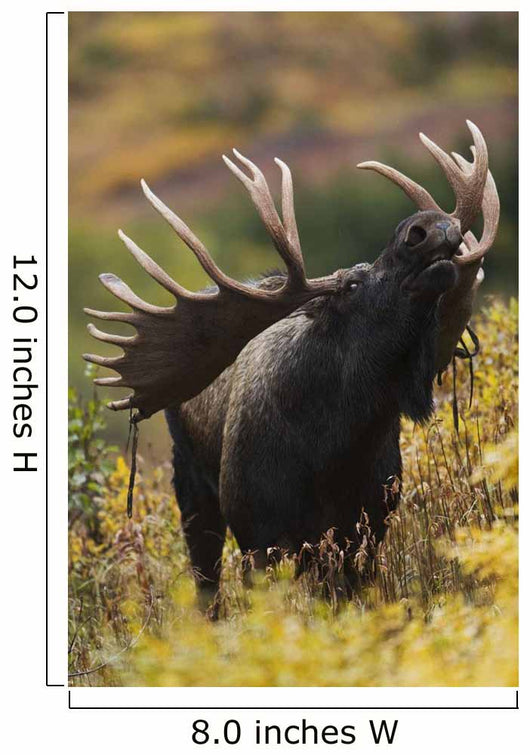 Moose Bull Showing A Flehmen Response During Rut In Autumn Wall Mural