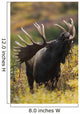 Moose Bull Showing A Flehmen Response During Rut In Autumn Wall Mural