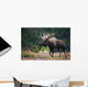Moose Bull Walking On Autumn Tundra During Rut Wall Mural