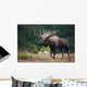 Moose Bull Walking On Autumn Tundra During Rut Wall Mural