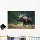 Moose Bull Walking On Autumn Tundra During Rut Wall Mural