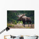 Moose Bull Walking On Autumn Tundra During Rut Wall Mural