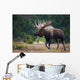 Moose Bull Walking On Autumn Tundra During Rut Wall Mural