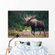 Moose Bull Walking On Autumn Tundra During Rut Wall Mural