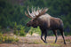 Moose Bull Walking On Autumn Tundra During Rut Wall Mural