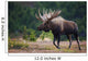 Moose Bull Walking On Autumn Tundra During Rut Wall Mural