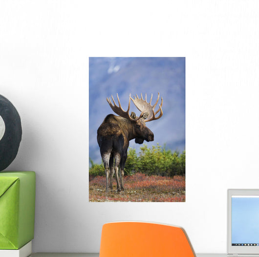 Moose Bull Walking On Autumn Tundra During Rut Wall Mural