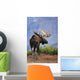 Moose Bull Walking On Autumn Tundra During Rut Wall Mural