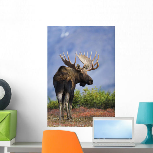 Moose Bull Walking On Autumn Tundra During Rut Wall Mural