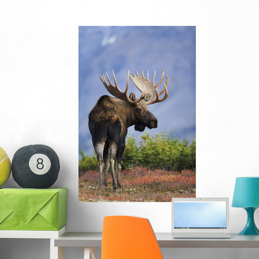 Moose Bull Walking On Autumn Tundra During Rut Wall Mural