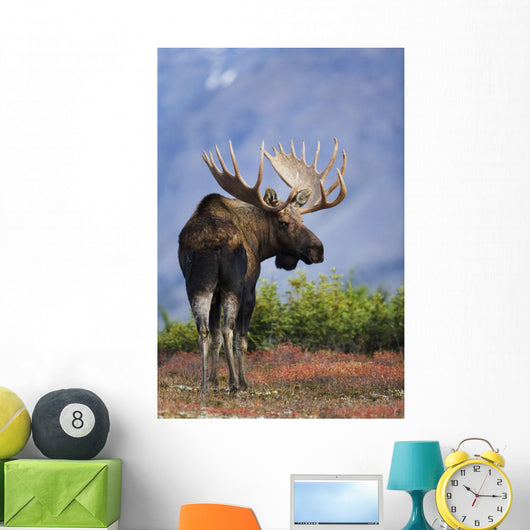 Moose Bull Walking On Autumn Tundra During Rut Wall Mural