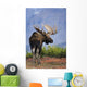 Moose Bull Walking On Autumn Tundra During Rut Wall Mural