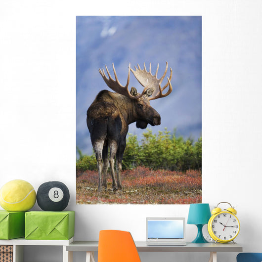 Moose Bull Walking On Autumn Tundra During Rut Wall Mural