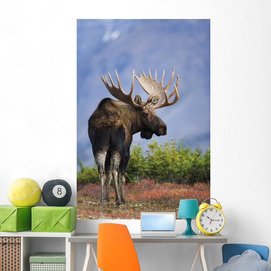 Moose Bull Walking On Autumn Tundra During Rut Wall Mural