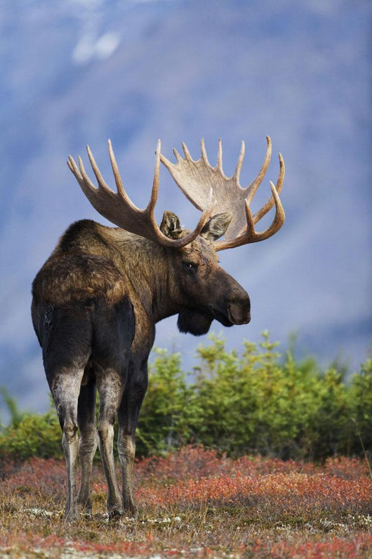 Moose Bull Walking On Autumn Tundra During Rut Wall Mural