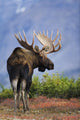 Moose Bull Walking On Autumn Tundra During Rut Wall Mural
