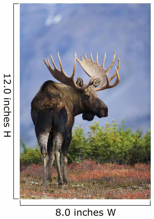 Moose Bull Walking On Autumn Tundra During Rut Wall Mural
