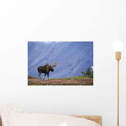 Moose Bull Walking On Autumn Tundra During Rut Wall Mural