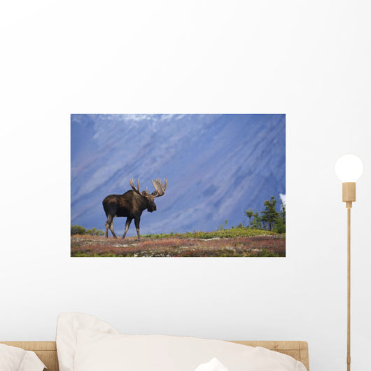 Moose Bull Walking On Autumn Tundra During Rut Wall Mural