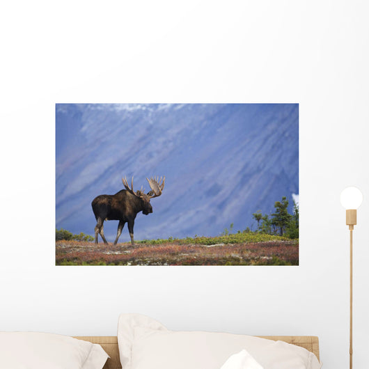Moose Bull Walking On Autumn Tundra During Rut Wall Mural